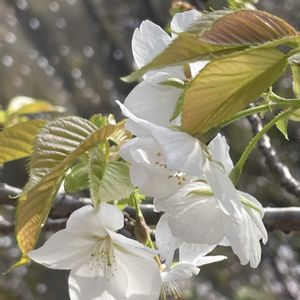 サクラ,サクラ,ヤマザクラ,ヤマザクラ,可愛いの画像