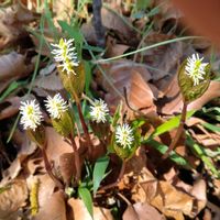 ヒトリシズカの画像