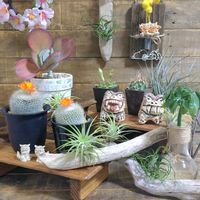 サボテン,パキラ,デザートローズ,デザートローズ,雪晃の画像