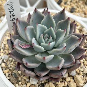 コロラータリンゼアナ,コロラータアテマハック,クスビダータ メンチャカ,クスピダータメンチャカ×ジャッカル,ガーデニングの画像