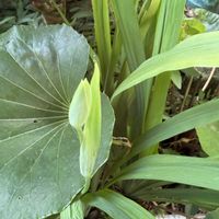 テッポウユリ,アメリカシャガ,トリメジア・ステーヤーマーキー,平和を願う☆,金曜日の蕾たちの画像