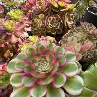 アエオニウム,バラと夢CLUB,soraの庭の画像