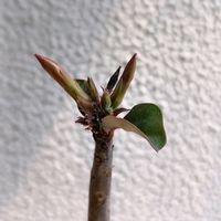 アデニウム,アデニウム・ソコトラナム,実生苗,金曜日の蕾たち,みしょり隊の画像