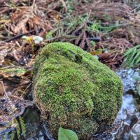 苔(コケ),シダ,シダ植物,苔,群馬県の画像