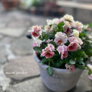 ガーデニング,NO GREEN  NO LIFE,植物中毒,ビオパン,niconの画像