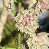 デンドロビウム,Den.ジャン オリンステイン レッド&ホワイト,デンドロビウム タイワンピンポン,Den. Jan Orinstein 'Red & White',Den.Taiwan Ping Pongの画像