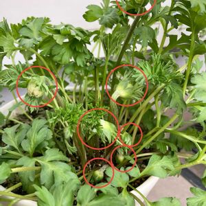 アネモネ,八重咲きアネモネ　ポルトダブルピンク,八重咲きアネモネ　ポルトダブルピンク,ベランダガーデン,夏越しっ子の画像