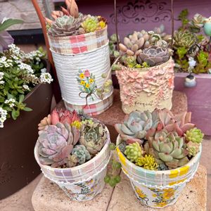 多肉植物,多肉寄せ植え,多肉大好き,リメ缶・リメ鉢,多肉植物好きの画像