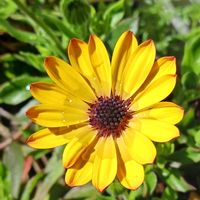 オステオスペルマム,アオダモ,ペチコート水仙,ビバーナム ステリーレ,チーム愛知の画像