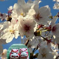 サクラ,カタバミ,さくら サクラ 桜,オオキバナ カタバミ,素敵便の画像