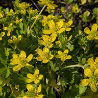 キツネノボタン,近くの農地の画像