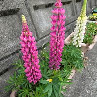 ルピナスの画像