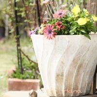 サクラ,ニンニク,寄せ植え,自家栽培の野菜達,美味しいの画像