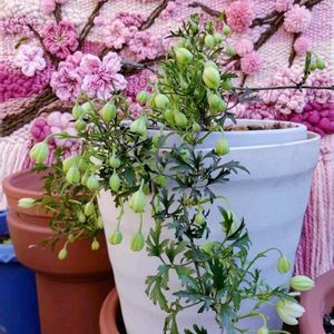 クレマチス,サクラ,ソメイヨシノ,クレマチス  カートマニージョー,常緑クレマチスの画像