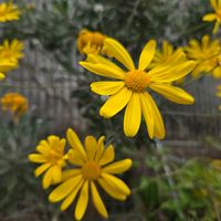 ユリオプスデージーの画像