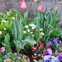 クリスマスローズ,スイセン,チューリップ,ネメシア,ノースポールの画像