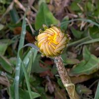 オオイヌノフグリ,オドリコソウ,セイヨウタンポポ,ヘラオオバコ,祈る震災復興の画像