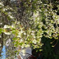 ドウダンツツジの画像