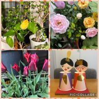 ミニバラ,ハイビスカス　アポロダブル,チョコレートチューリップ,スマホ撮,金曜日の蕾たちの画像