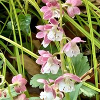 エビネ,横浜イングリッシュガーデン,iPhone撮影,チーム花が好き♡,チーム☆YOKOHAMA☆の画像