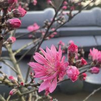 オーニソガラム,シロヤマブキ,ホタルカズラ,ホタルカズラ,キクモモの画像