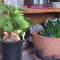 亀甲竜,玉扇,芝桜,ソメイヨシノ,多肉のある暮らしの画像