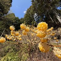 ミツマタ,ミミガタテンナンショウ,ユキノシタ,ツルシキミ,山野草の画像