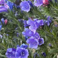 ブラキカム,エキウム ブルーベッダー,花のある暮らし,お花大好き♡,種まきビオラの画像