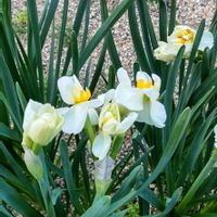 スイセン,水仙,ガーデニング,花のある暮らし,無農薬❤家庭菜園の画像