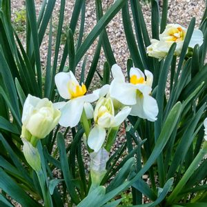 スイセン,水仙,ガーデニング,花のある暮らし,無農薬❤家庭菜園の画像