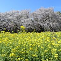 ネモフィラ,ポピー,ムスカリ,菜の花,さくら サクラ 桜の画像