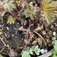 キョウガノコ,ミセバヤ,ミセバヤ,鉢植え,北側花壇の画像