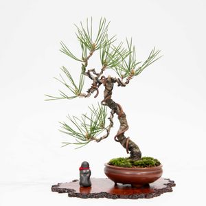 赤松,盆栽の画像