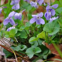 キュウリグサ,キュウリグサ,キュウリグサ,タチツボスミレ,タチツボスミレの画像