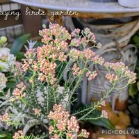 ライスフラワー,可愛い〜♡,花のある暮らし,緑のある暮らし,にわの画像