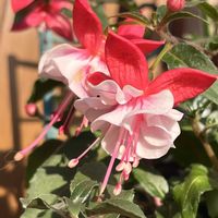 フクシア,フクシア・バレリーナ,鉢植え,ネコ好き,花のある暮らしの画像