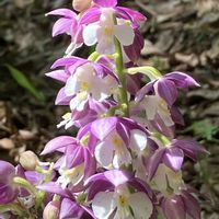 エビネ,今日の一枚,花のある暮らし,みんな負けないで！,楽しく元気に頑張ろうの画像