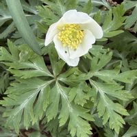 ニリンソウ,ジロボウエンゴサク,イチリンソウ,キンポウゲ科,多年草の画像