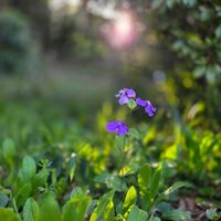 オオアラセイトウ,ムラサキハナナ,井の頭恩賜公園,２０２５年同期の画像