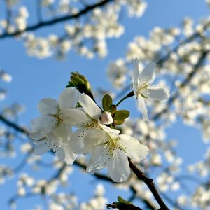 ソメイヨシノ,ソメイヨシノ,ベニバナトキワマンサク,ヤマザクラ,さくら 桜 サクラの画像