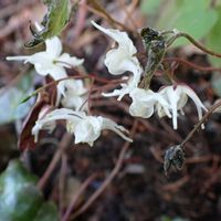 シュンラン,ニリンソウ,トキワイカリソウ,角田山,お出かけ先の画像