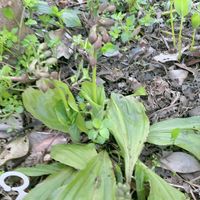 エビネ,山百合,ヤマユリ,ヤマユリ,2025山百合の画像