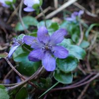 ショウジョウバカマ,ユキワリソウ,エンレイソウ,ネコノメソウ,ナニワズの画像
