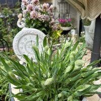 セルリア,チューリップ,バニーテール,バニーテール,アジュガ　チョコレートチップの画像