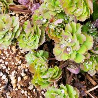 オダマキの画像