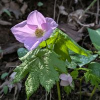 シラネアオイ,山野草,季節の花,花のある暮らし,可愛いお花の画像