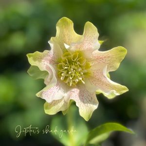 クリスマスローズ,パピエ クリスマスローズ,花郷園,クリスマスローズ  パピエ,ナチュラルガーデンの画像