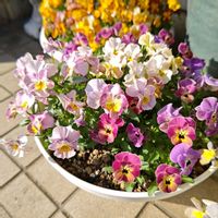 パンジー,ビオラ,種まきっ子,種から,種まきの画像