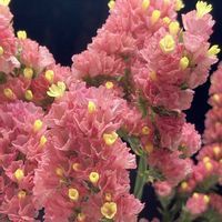 スターチス,ハイブリッド スターチス,黄色い花,小さい花,秋田県の画像