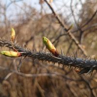 ハマナス,落葉低木の画像